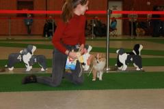 Best-Puppy-2