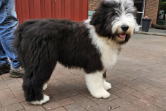 Messenger_creation_86B6ED4F-D86D-4226-B561-AD5305DE8A8A