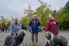 Bearded-Collies