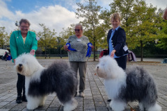 Bobtails