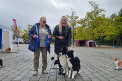 Border-Collies