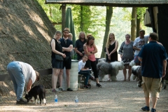 Hütehunde-in-Lüneburg-77-von-116
