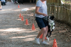 Huetehunde-in-Lueneburg-108-von-116