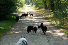 Huetehunde-in-Lueneburg-34-von-116
