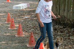 Huetehunde-in-Lueneburg-72-von-116