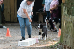 Huetehunde-in-Lueneburg-74-von-116