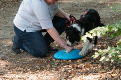 Huetehunde-in-Lueneburg-97-von-116