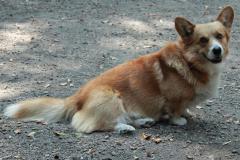 IMG_4009_2