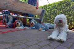 IMG-20230618-WA0007