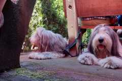 IMG-20230618-WA0011