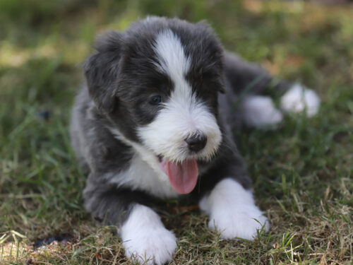 BeardedCollie5 1 1