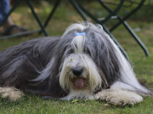 BeardedCollie6 1 1