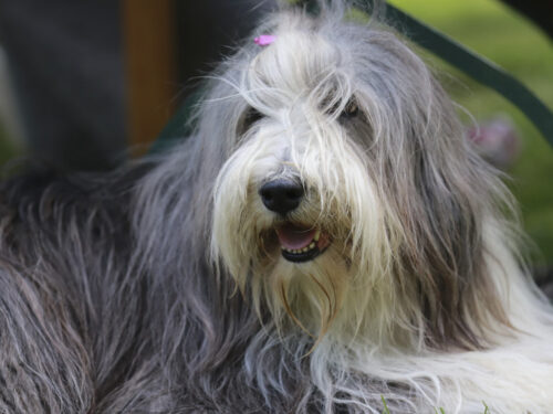 BeardedCollie7 1 1