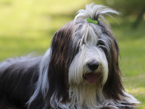 BeardedCollie8 1 1