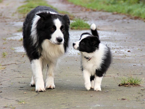 BorderCollie