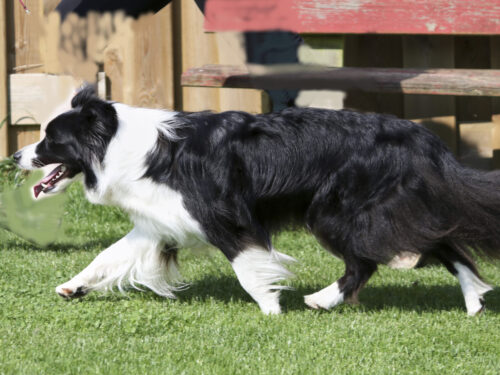 BorderCollie1 1