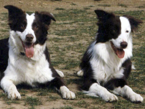 BorderCollie3 1