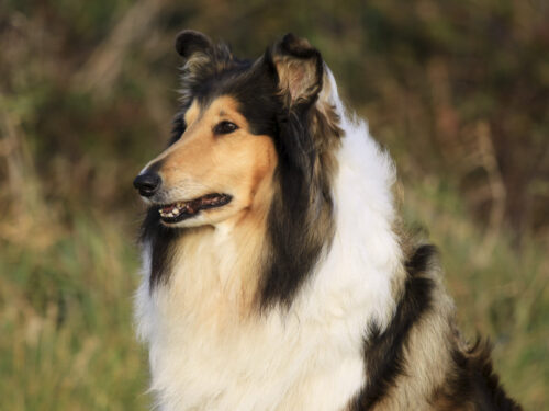 CollieLanghaar3 1