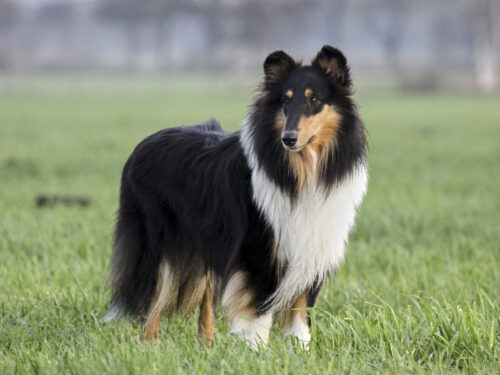 CollieLanghaar4 1