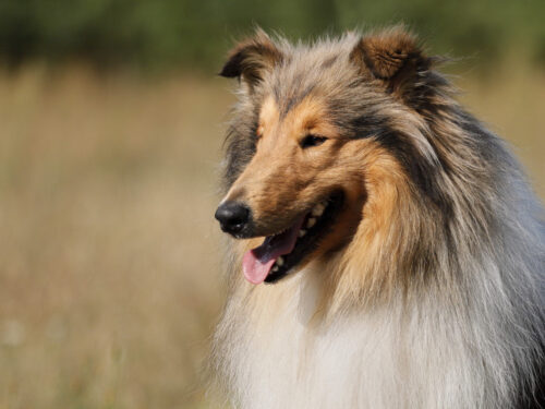 CollieLanghaar7 1