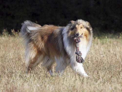 CollieLanghaar8 1