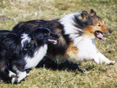 Sheltie2 1