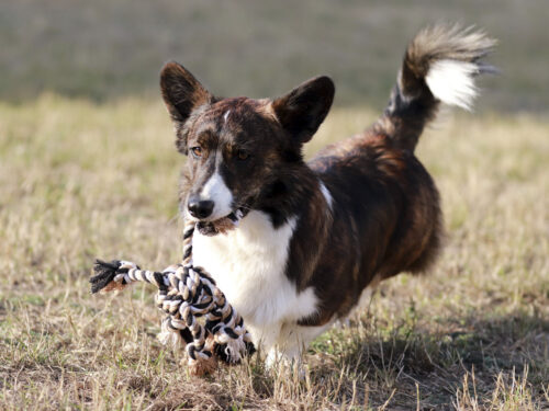 WelshCorgiCardigan5 1