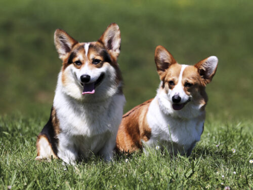 WelshCorgiPemproke5 1