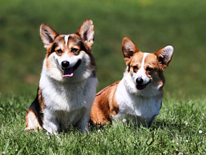 WelshCorgiePembroke
